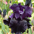 Ирис бородатый Блэк Дрэгон