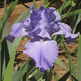 Ирис германский Sugar  Blues Ирис германский Sugar  Blues