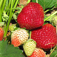 Земляника садовая Вивальди Земляника садовая Вивальди