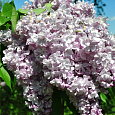 Сирень обыкновенная Genaral Persching на штамбе