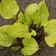 Хоста Гибридная Lemon Snap