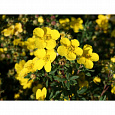 Лапчатка кустарниковая Sommerflor