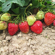 Земляника садовая Симфония Земляника садовая Симфония