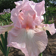 Ирис бородатый Пинк Таффета