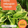 Хоста гибридная Твилайт
