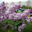 Сирень обыкновенная Память о Вавилове