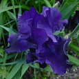 Ирис германский Night Owl Ирис германский Night Owl