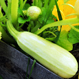 Кабачок Обыкновенный Грибовские