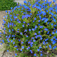 Литодора раскидистая Compact Blue Литодора раскидистая Compact Blue