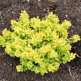 Барбарис (берберис) Тунберга Bonanza Gold