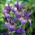Ирис сибирский Shaker's Prayer