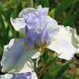 Ирис германский Hers Ирис германский Hers