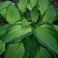 Хоста гибридная Шармон
