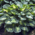 Хоста гибридная Дрим Вивэ