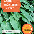 Хоста гибридная Ти Рекс