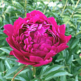 Пион травянистый Карл Розенфельд