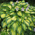 Хоста Зибольда Колор Глори