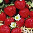 Земляника садовая Фламенко Земляника садовая Фламенко