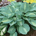 Хоста гибридная Киви Фулл Монти