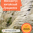 Мискантус китайский Грациелла