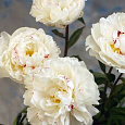 Пион молочноцветковый Boule de Neige