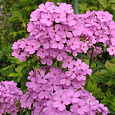 Флокс Метельчатый Hesperis