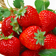 Земляника садовая Феличита