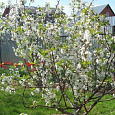 Вишня обыкновенная Любская