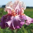 Ирис бородатый Май Валентайн Ирис бородатый Май Валентайн