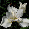 Ирис сибирский Вайт Свёл Ирис сибирский Вайт Свёл