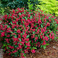 Вейгела цветущая Ред Принц