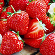 Земляника садовая Царица