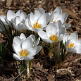 Крокус aubade
