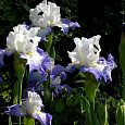 Ирис германский Alizes Ирис германский Alizes