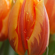 Тюльпан Триумф Princes Irene