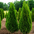 Туя западная Холмструп