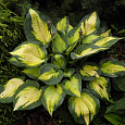 Хоста Гибридная Forbidden fruit