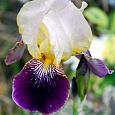 Ирис германский Salonique