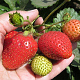 Земляника (Клубника) Русский Размер F1