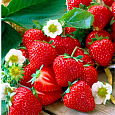Земляника садовая Сальса Земляника садовая Сальса